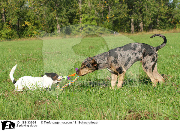 2 spielende Hunde / 2 playing dogs / SS-33924