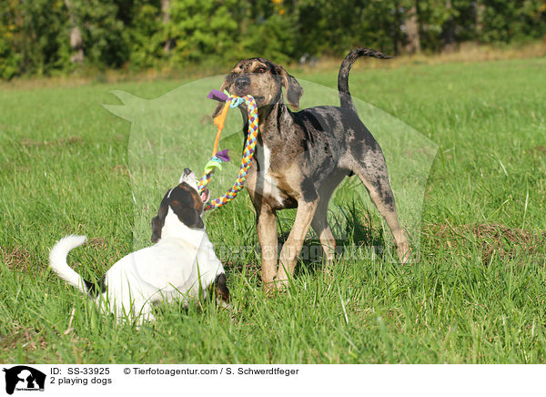 2 spielende Hunde / 2 playing dogs / SS-33925