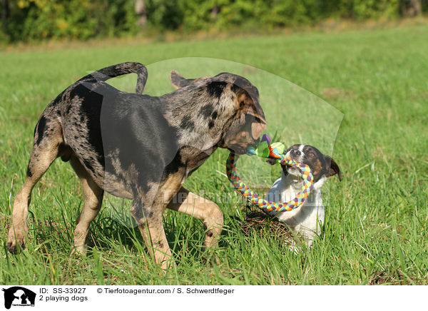 2 spielende Hunde / 2 playing dogs / SS-33927