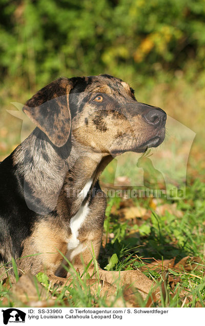 lying Louisiana Catahoula Leopard Dog / SS-33960
