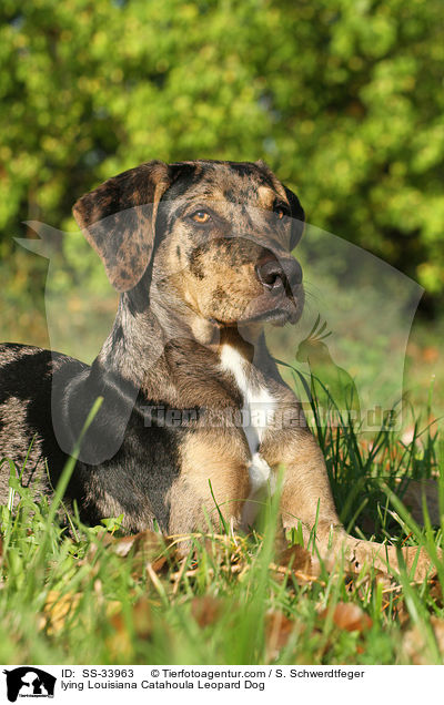 lying Louisiana Catahoula Leopard Dog / SS-33963