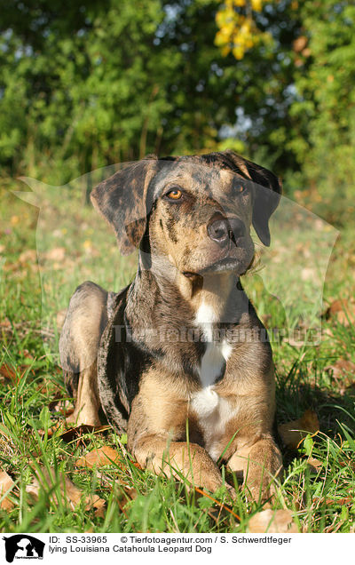 lying Louisiana Catahoula Leopard Dog / SS-33965