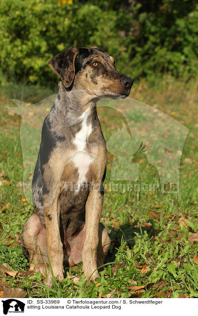 sitting Louisiana Catahoula Leopard Dog / SS-33969