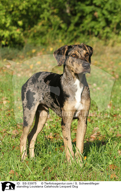 stehender Louisiana Catahoula Leopard Dog / standing Louisiana Catahoula Leopard Dog / SS-33975
