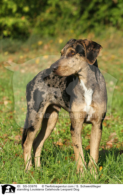 stehender Louisiana Catahoula Leopard Dog / standing Louisiana Catahoula Leopard Dog / SS-33976