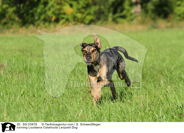running Louisiana Catahoula Leopard Dog / SS-33979