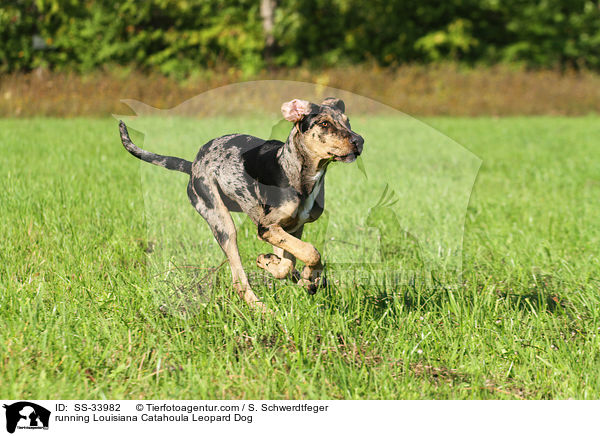 rennender Louisiana Catahoula Leopard Dog / running Louisiana Catahoula Leopard Dog / SS-33982