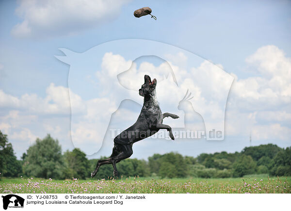jumping Louisiana Catahoula Leopard Dog / YJ-08753