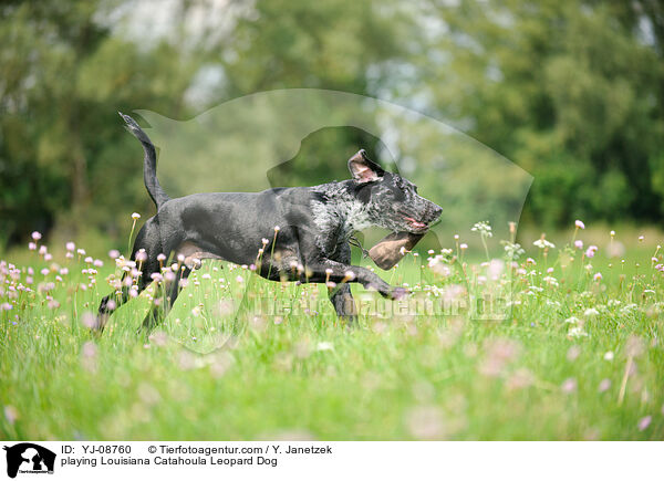 playing Louisiana Catahoula Leopard Dog / YJ-08760