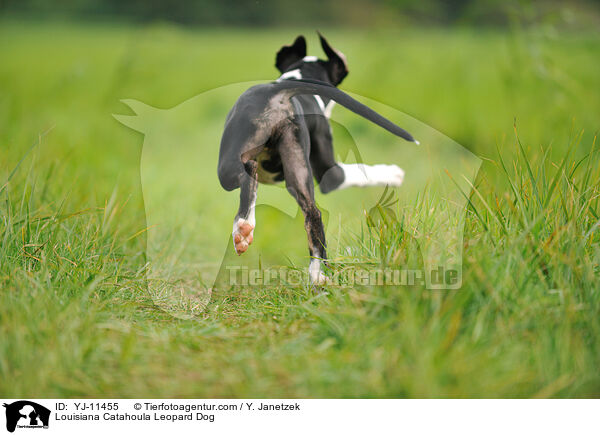 Louisiana Catahoula Leopard Dog / YJ-11455