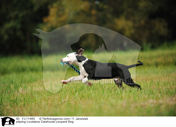 spielender Louisiana Catahoula Leopard Dog / playing Louisiana Catahoula Leopard Dog / YJ-11465