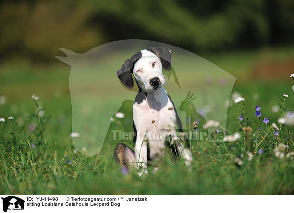 sitting Louisiana Catahoula Leopard Dog / YJ-11498