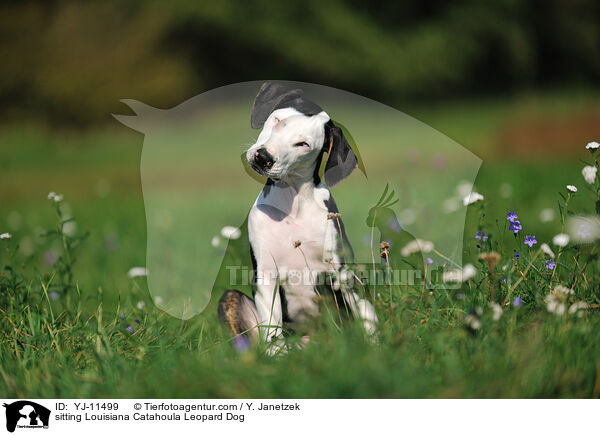 sitting Louisiana Catahoula Leopard Dog / YJ-11499