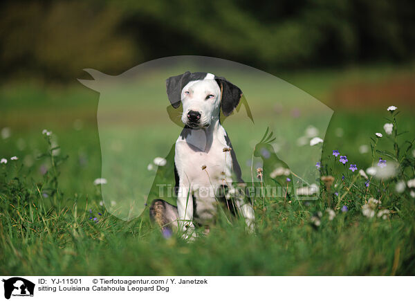 sitting Louisiana Catahoula Leopard Dog / YJ-11501