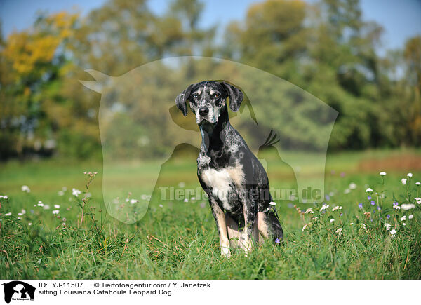 sitting Louisiana Catahoula Leopard Dog / YJ-11507