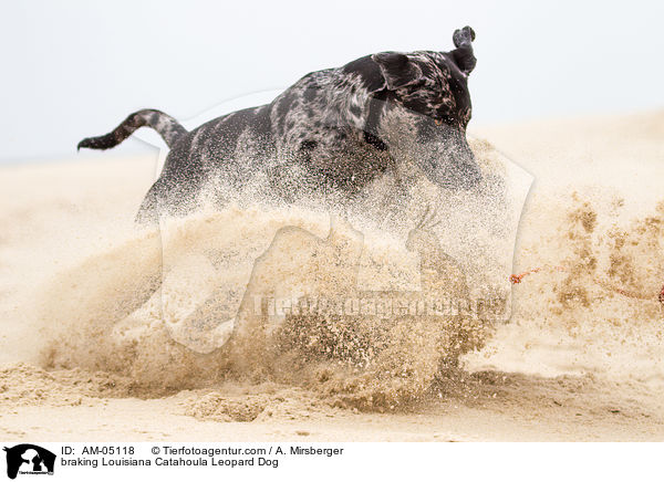 braking Louisiana Catahoula Leopard Dog / AM-05118