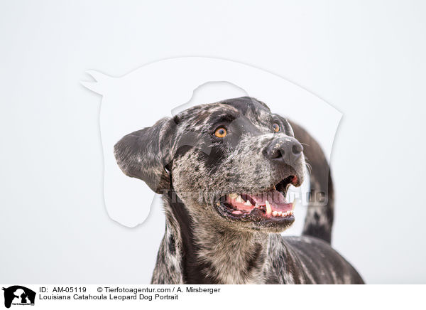 Louisiana Catahoula Leopard Dog Portrait / AM-05119