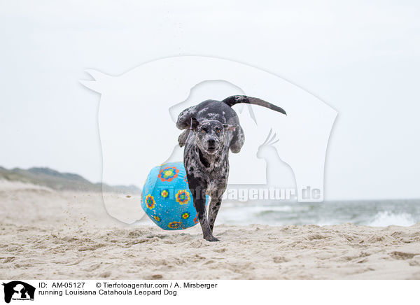 rennender Louisiana Catahoula Leopard Dog / running Louisiana Catahoula Leopard Dog / AM-05127