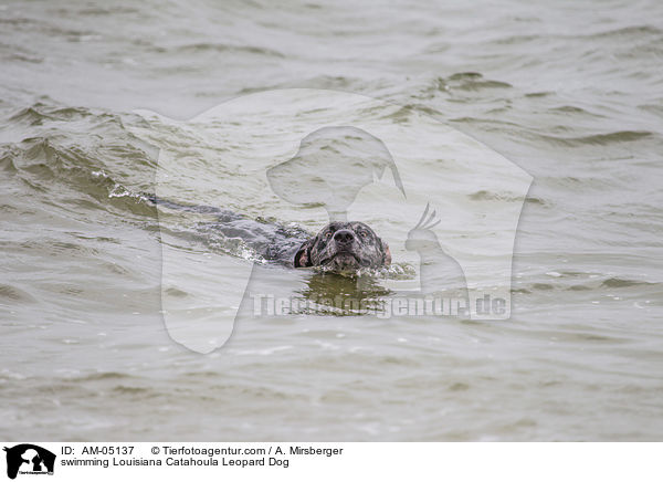 swimming Louisiana Catahoula Leopard Dog / AM-05137