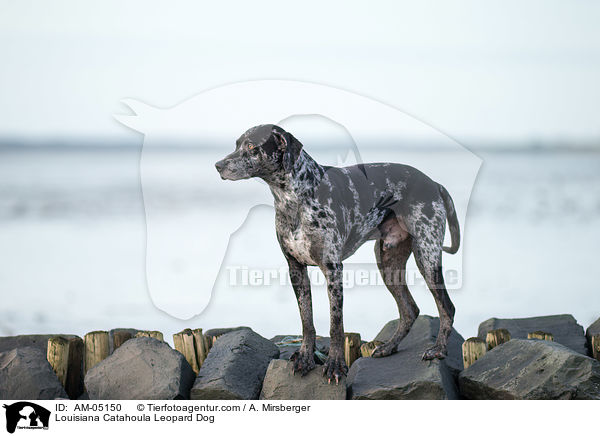 Louisiana Catahoula Leopard Dog / AM-05150