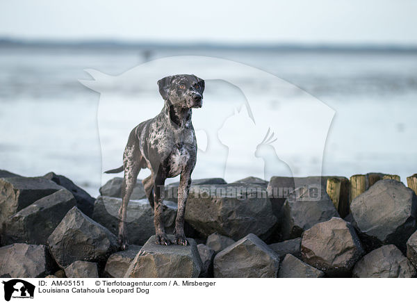 Louisiana Catahoula Leopard Dog / AM-05151