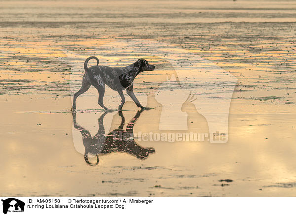 running Louisiana Catahoula Leopard Dog / AM-05158