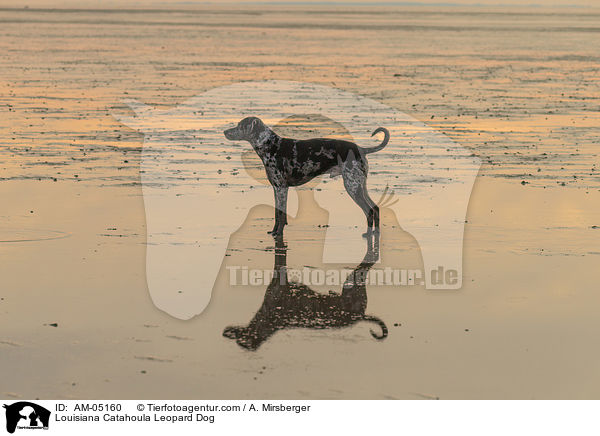 Louisiana Catahoula Leopard Dog / AM-05160