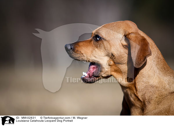 Louisiana Catahoula Leopard Dog Portrait / Louisiana Catahoula Leopard Dog Portrait / MW-02831