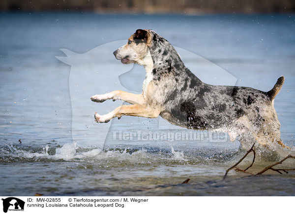 rennender Louisiana Catahoula Leopard Dog / running Louisiana Catahoula Leopard Dog / MW-02855