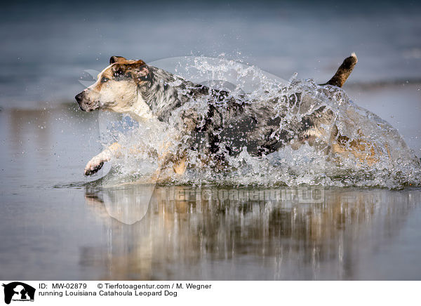 rennender Louisiana Catahoula Leopard Dog / running Louisiana Catahoula Leopard Dog / MW-02879