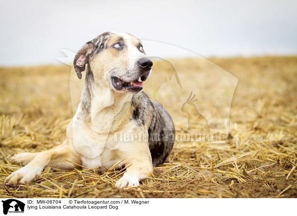 lying Louisiana Catahoula Leopard Dog / MW-06704