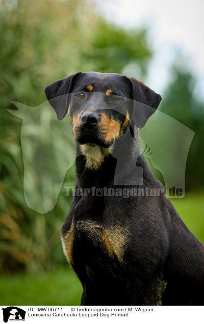 Louisiana Catahoula Leopard Dog Portrait / Louisiana Catahoula Leopard Dog Portrait / MW-06711