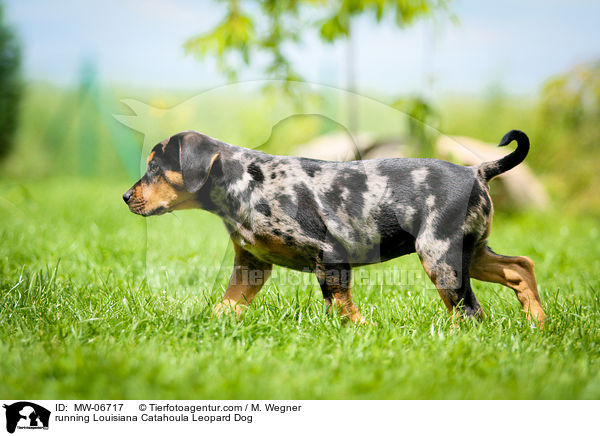 rennender Louisiana Catahoula Leopard Dog / running Louisiana Catahoula Leopard Dog / MW-06717