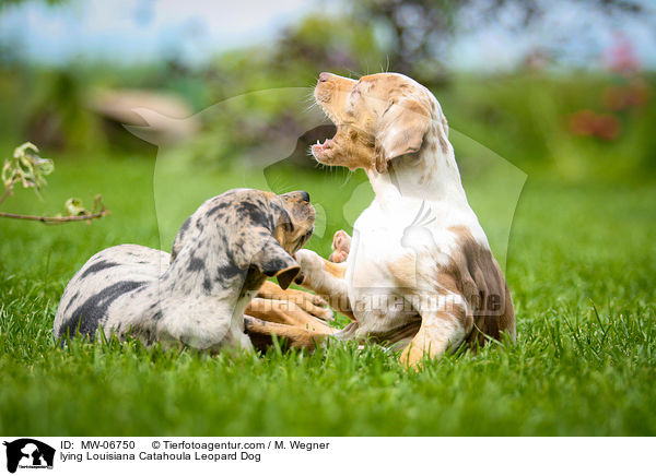 lying Louisiana Catahoula Leopard Dog / MW-06750