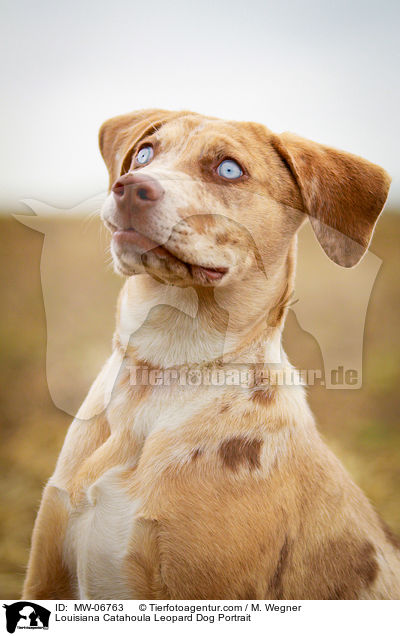 Louisiana Catahoula Leopard Dog Portrait / MW-06763
