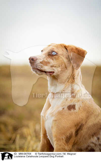 Louisiana Catahoula Leopard Dog Portrait / MW-06764