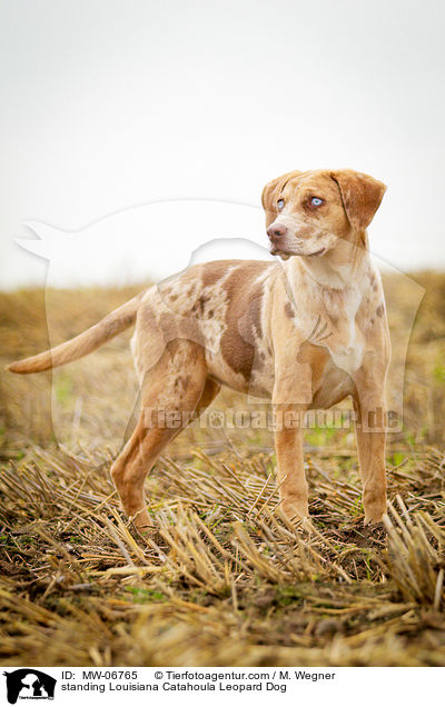 standing Louisiana Catahoula Leopard Dog / MW-06765