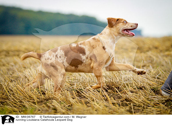 rennender Louisiana Catahoula Leopard Dog / running Louisiana Catahoula Leopard Dog / MW-06767