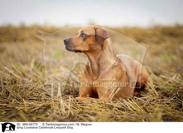 lying Louisiana Catahoula Leopard Dog / MW-06775