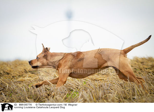 running Louisiana Catahoula Leopard Dog / MW-06776