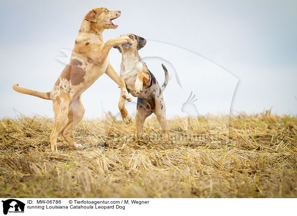 running Louisiana Catahoula Leopard Dog / MW-06786