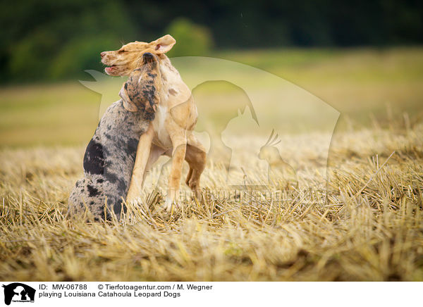 playing Louisiana Catahoula Leopard Dogs / MW-06788