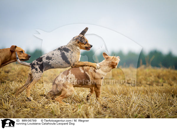 running Louisiana Catahoula Leopard Dog / MW-06789