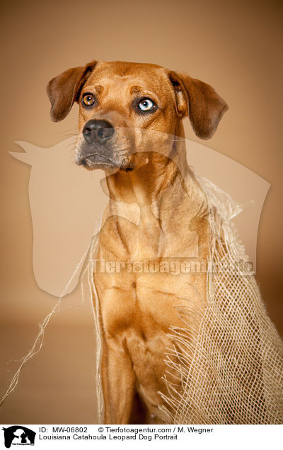 Louisiana Catahoula Leopard Dog Portrait / Louisiana Catahoula Leopard Dog Portrait / MW-06802