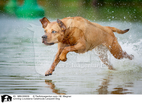 running Louisiana Catahoula Leopard Dog / MW-06809