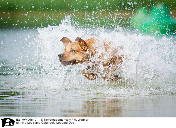 rennender Louisiana Catahoula Leopard Dog / running Louisiana Catahoula Leopard Dog / MW-06810