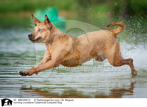 rennender Louisiana Catahoula Leopard Dog / running Louisiana Catahoula Leopard Dog / MW-06813