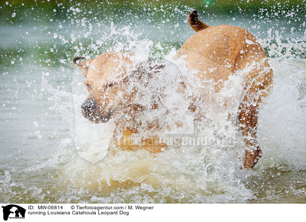 running Louisiana Catahoula Leopard Dog / MW-06814