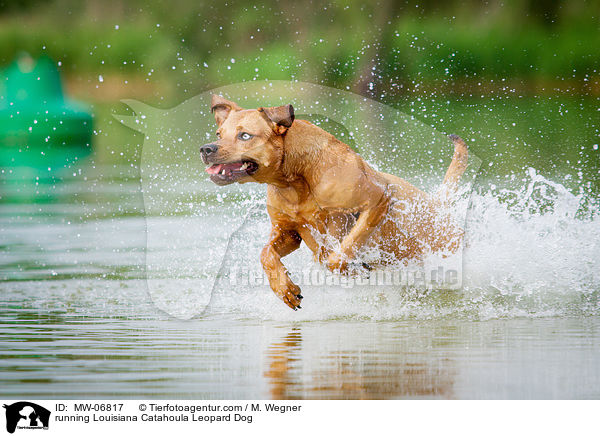 rennender Louisiana Catahoula Leopard Dog / running Louisiana Catahoula Leopard Dog / MW-06817