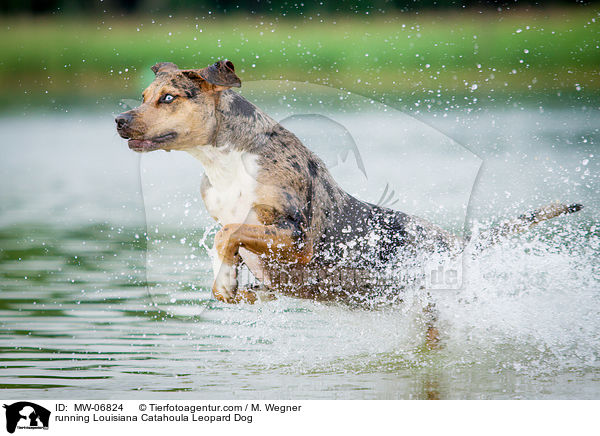 running Louisiana Catahoula Leopard Dog / MW-06824